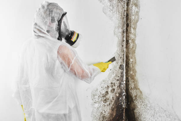 Best Mold Damage Repair  in Diamond Springs, CA