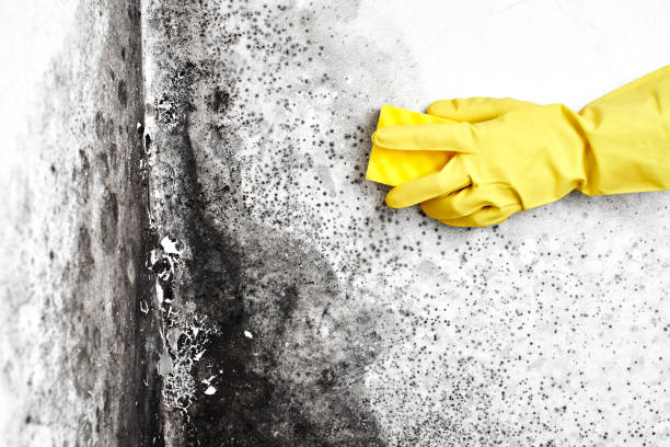 Best Black Mold Removal  in Diamond Springs, CA