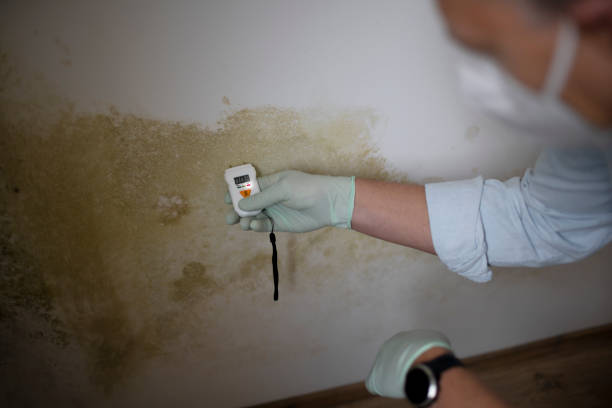 Best Emergency Mold Removal  in Diamond Springs, CA