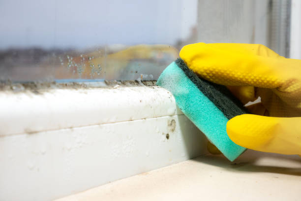 Trusted Diamond Springs, CA Mold Removal Experts