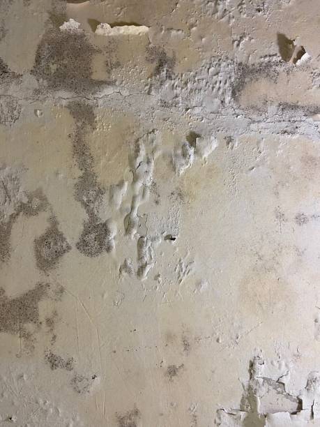 Best Mold Removal Near Me  in Diamond Springs, CA
