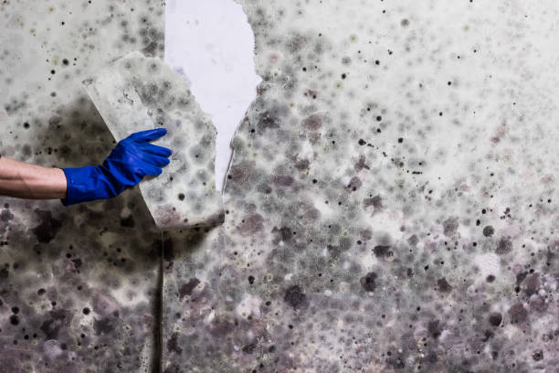 Best Residential Mold Removal  in Diamond Springs, CA