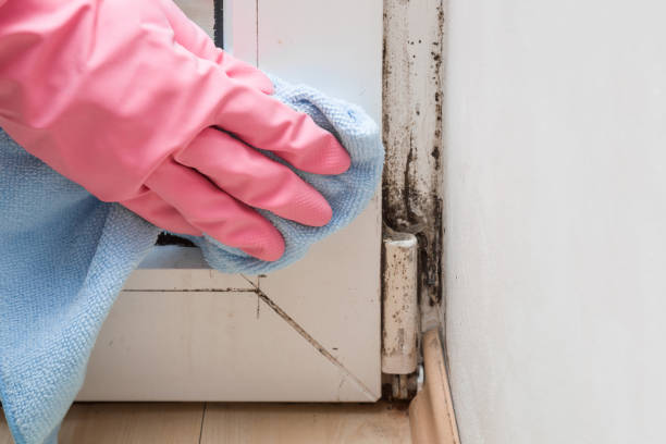 Best Toxic Mold Removal  in Diamond Springs, CA