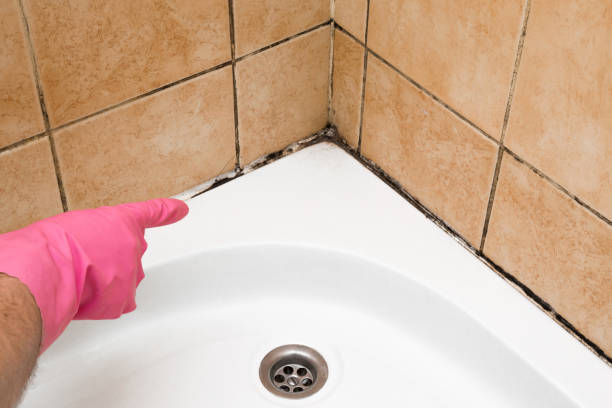 Best Toxic Mold Removal  in Diamond Springs, CA