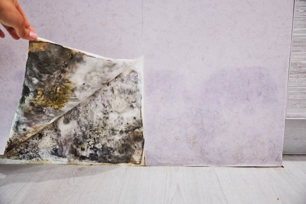Best Professional Mold Removal  in Diamond Springs, CA
